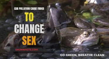 How Pollution Impacts Frog Gender and Sexuality