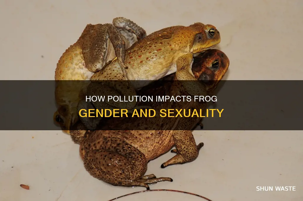 can pollution cause frogs to change sex