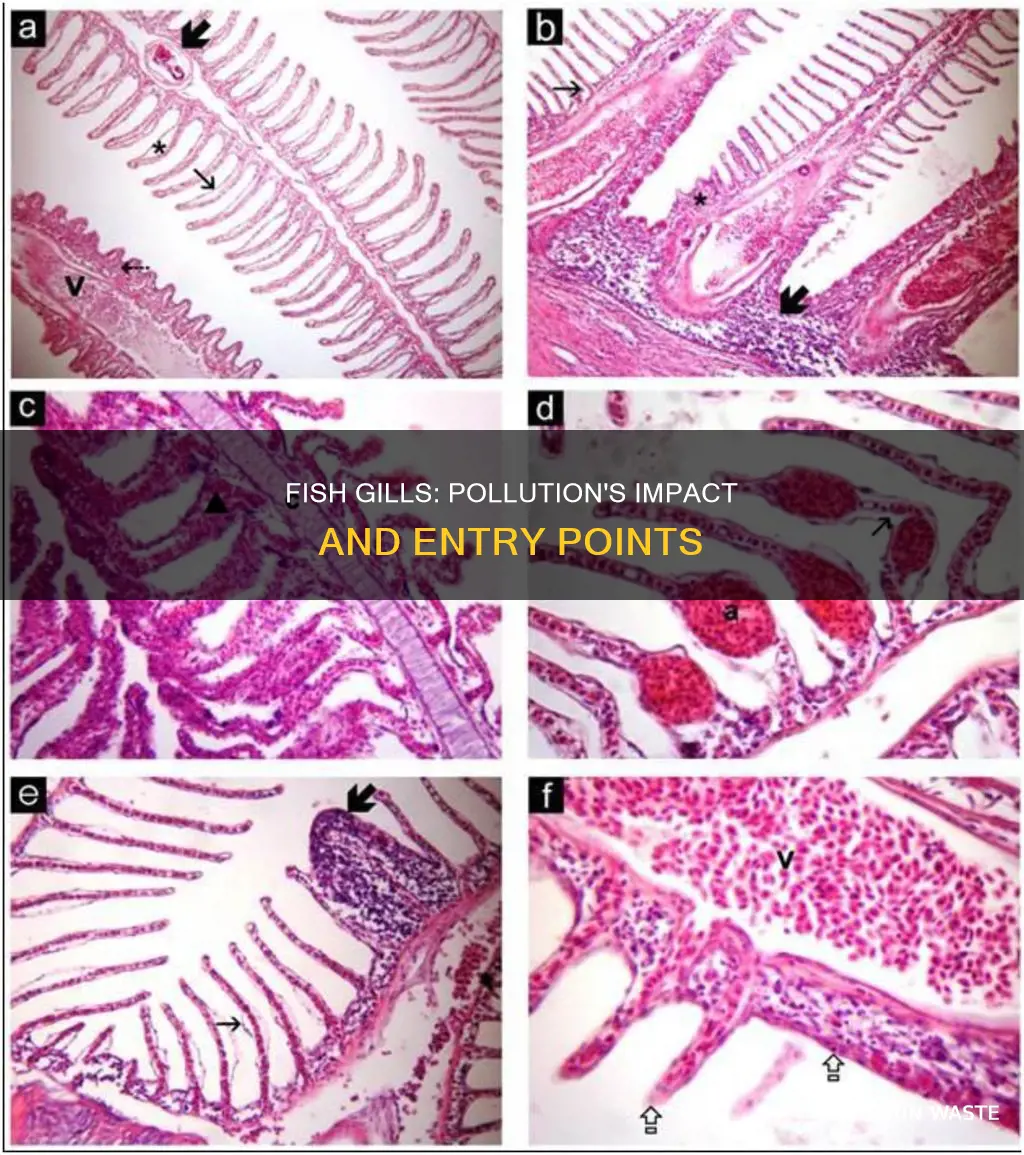 can pollution get in fish gills