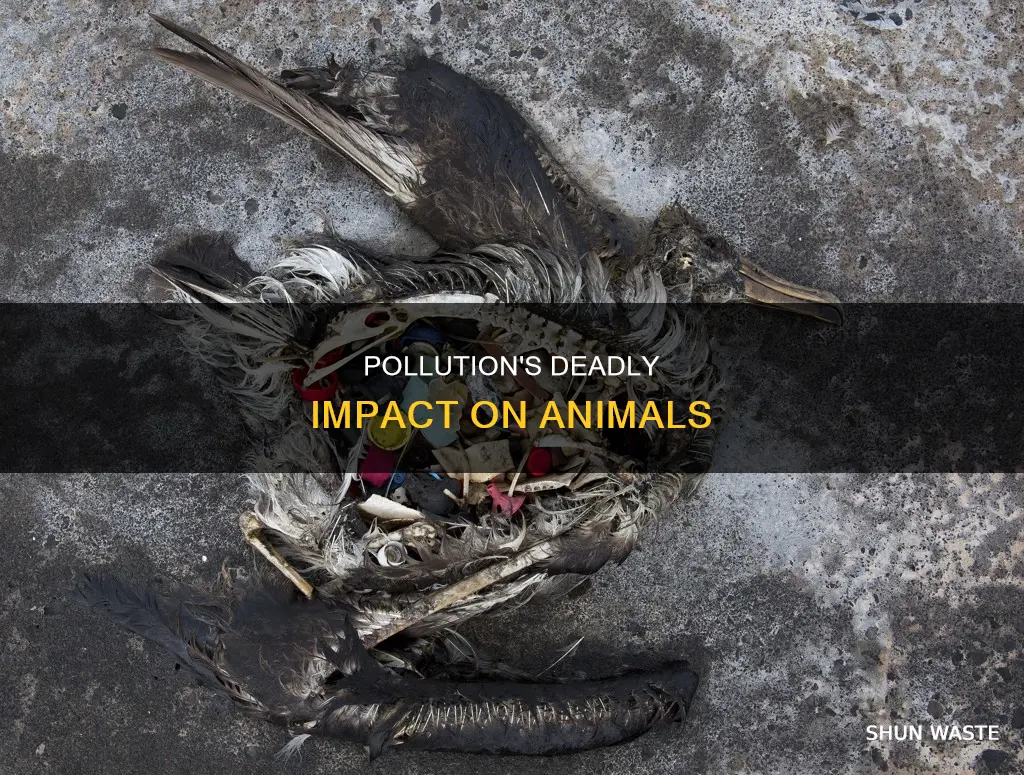 can pollution kill animals