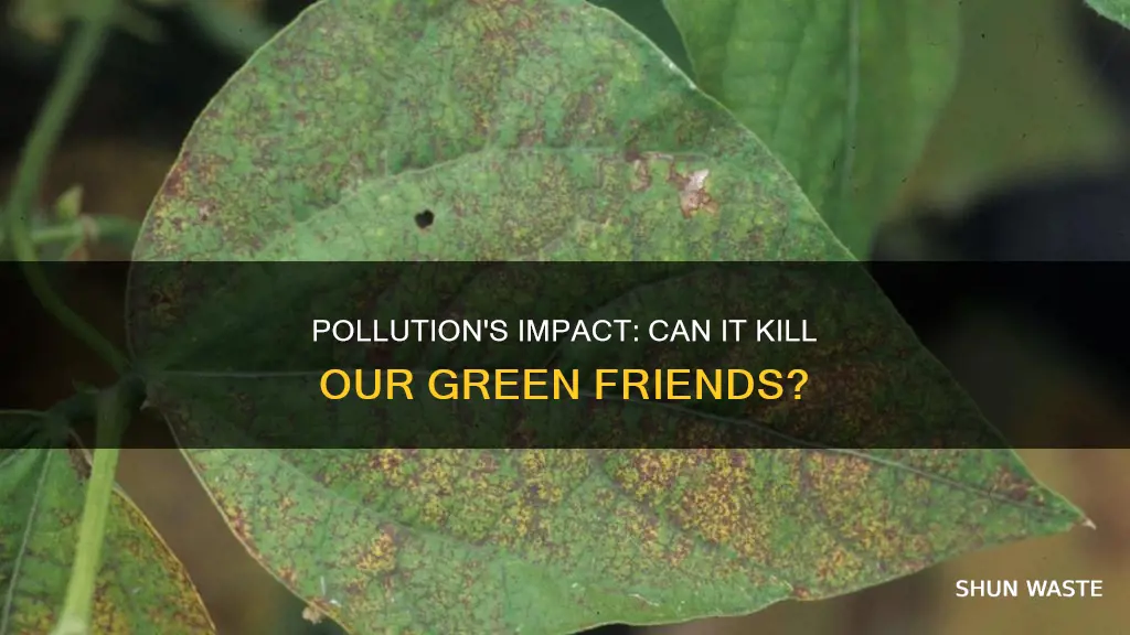 can pollution kill plants