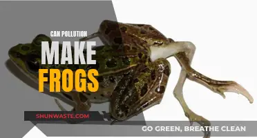 How Pollution Impacts Frogs' Health and Survival