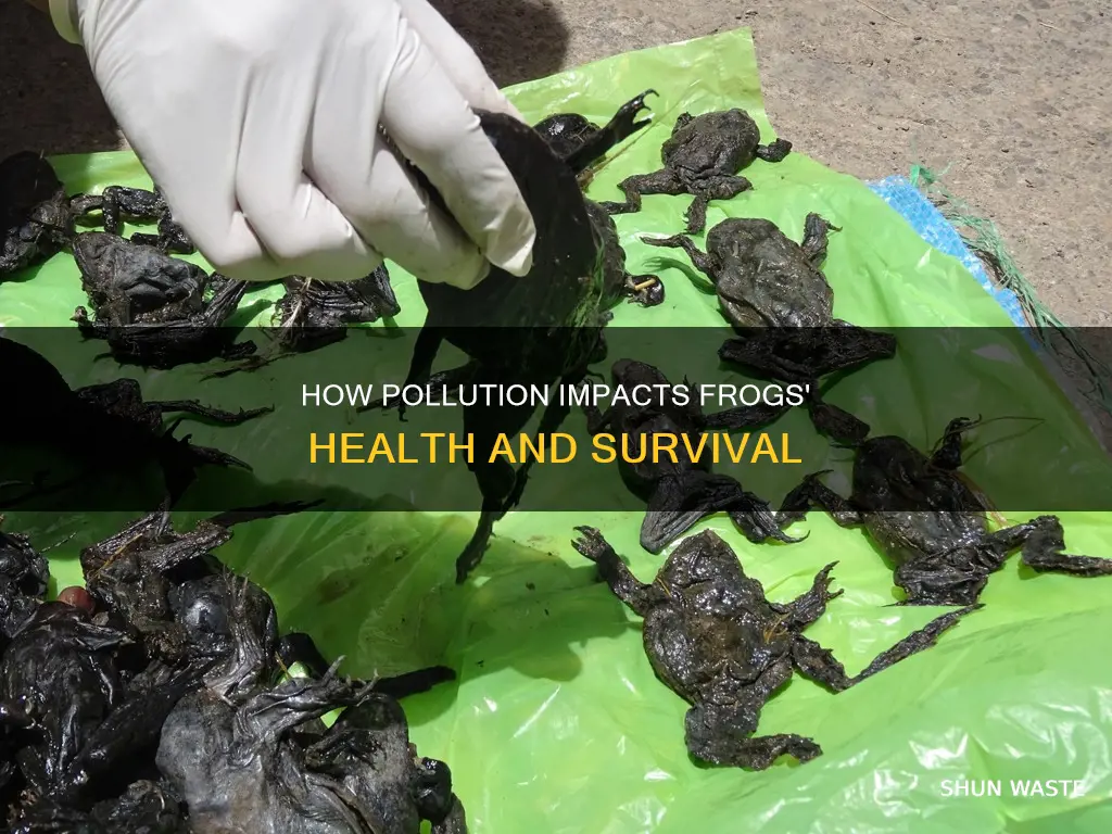 can pollution make frogs