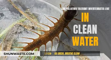 Invertebrates: Pollution Tolerance and Clean Water Compatibility