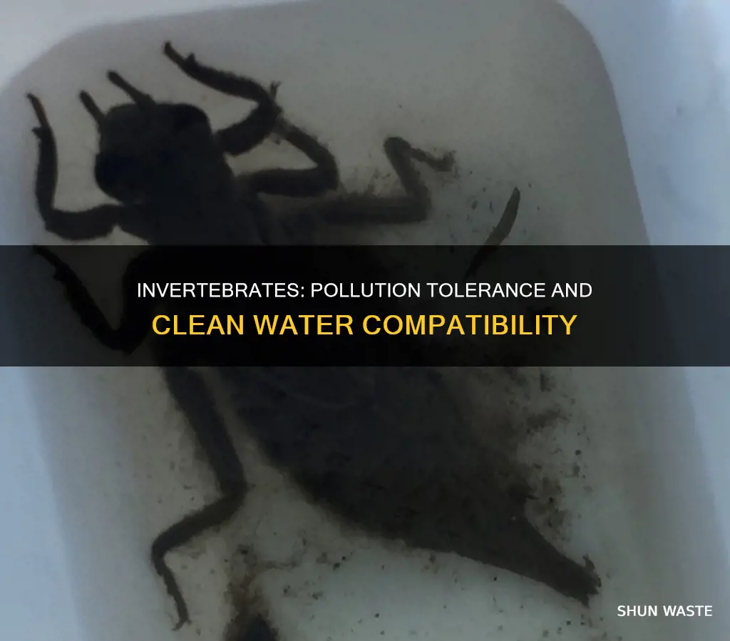 can pollution tolerant invertebrates live in clean water