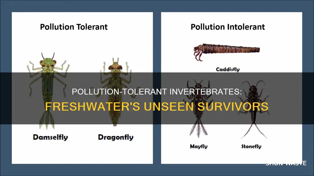 can pollution tolerate invertabrates live in len water