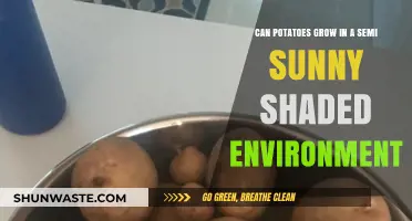 Growing Potatoes in Semi-Shady Spots: Tips for Partial Sun Success