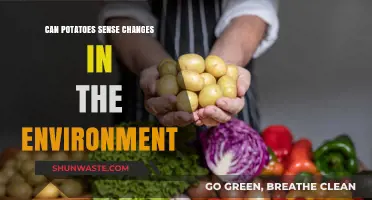 Potatoes' Environmental Awareness: Uncovering Their Sensory Abilities and Adaptations