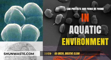 Exploring Aquatic Ecosystems: Protists and Fungi Presence Revealed