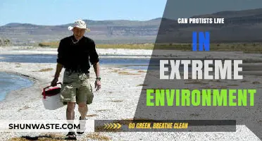 Protists in Extremes: Surviving Harsh and Unlikely Habitats