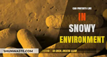 Protists in Snow: Unveiling Their Survival in Frozen Ecosystems