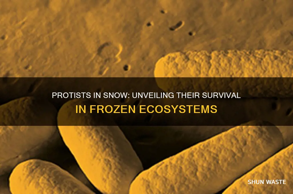 can protists live in snowy environments