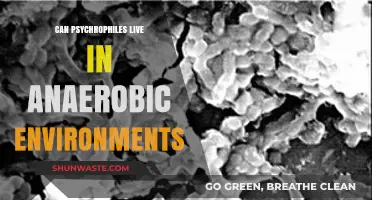 Psychrophiles in Anaerobic Conditions: Survival and Adaptation Explained