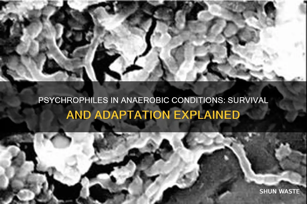 can psychrophiles live in anaerobic environments