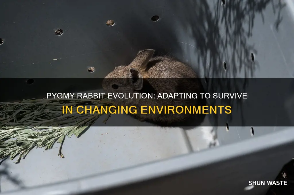 can pygmy rabbit evolved over time to deal with environment