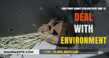How Pygmy Rabbits Adapt and Evolve in Changing Environments