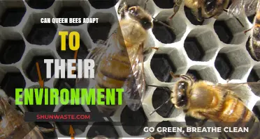 Queen Bees' Environmental Adaptability: Survival Strategies in Changing Habitats