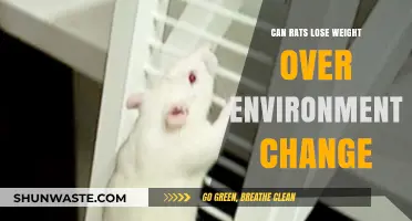 Can Rats Shed Pounds When Their Environment Changes? Find Out!