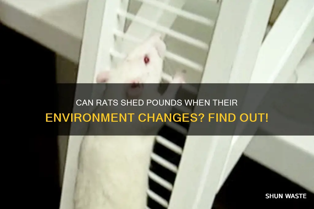 can rats lose weight over environment change