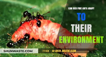 Red Fire Ants: Survival Secrets and Environmental Adaptation Strategies