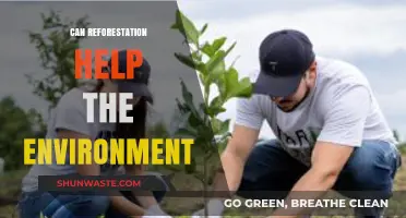 Reforestation's Impact: Can Planting Trees Save Our Environment?