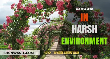 Can Roses Thrive in Harsh Environments? Unlocking Their Survival Secrets