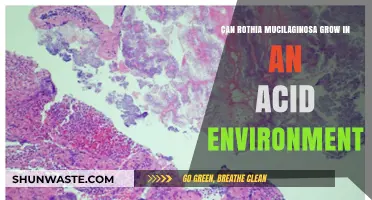 Rothia Mucilaginosa's Survival in Acidic Conditions: A Microbial Mystery