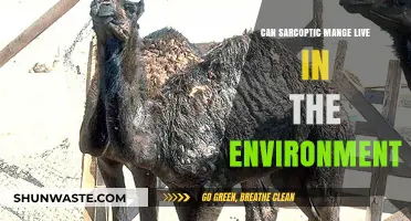Can Sarcoptic Mange Survive Outside Hosts? Environmental Persistence Explained