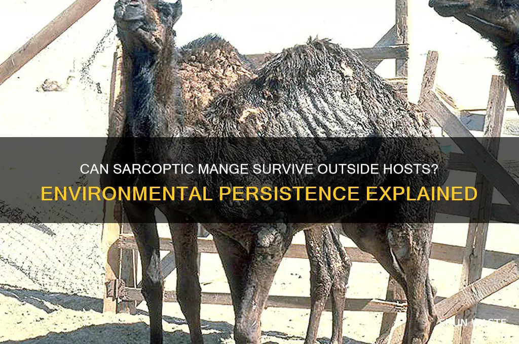 can sarcoptic mange live in the environment