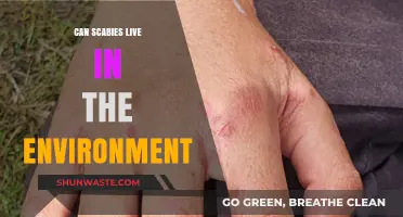 Can Scabies Survive Outside the Body? Environmental Lifespan Explained