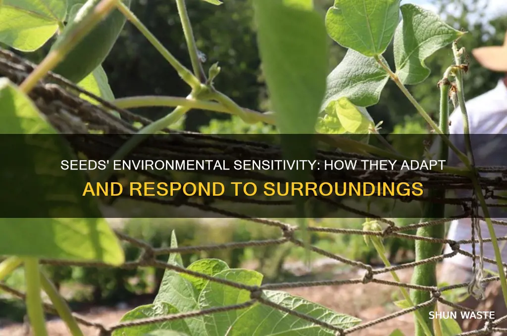can seeds respond to the environment