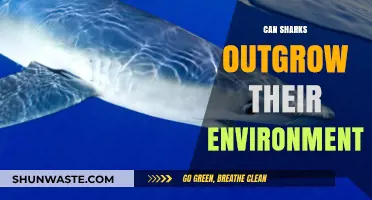 Sharks and Habitat Limits: Can They Outgrow Their Environment?