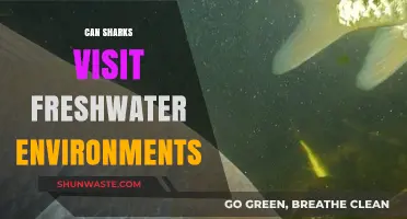 Sharks in Freshwater: Exploring Their Surprising Habitat Flexibility