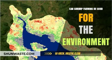 Sustainable Shrimp Farming: Eco-Friendly Practices and Environmental Benefits