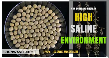 Can Soybeans Thrive in High-Saline Soils? Exploring Salt Tolerance