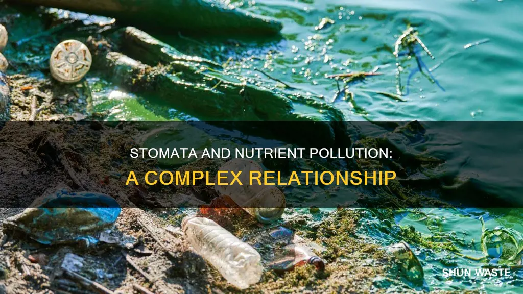 can stoms increase nutrient pollution