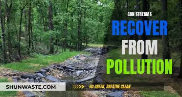 Stream Pollution: Can Nature Recover from Human Impact?