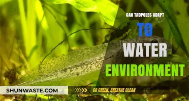 Tadpoles' Remarkable Adaptation to Aquatic Environments: Survival Strategies Explained