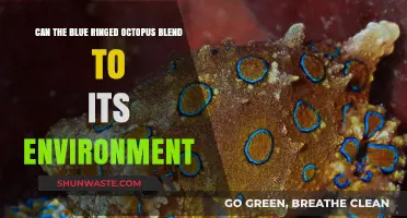 Blue-Ringed Octopus: Master of Camouflage or Visible Predator?