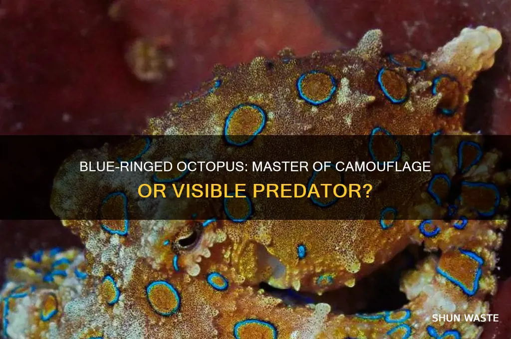 can the blue ringed octopus blend to its environment