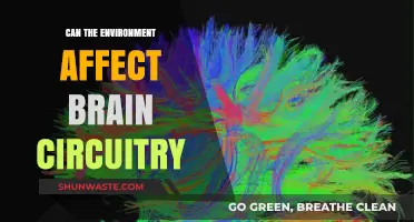 How Environmental Factors Shape and Alter Brain Circuitry Over Time