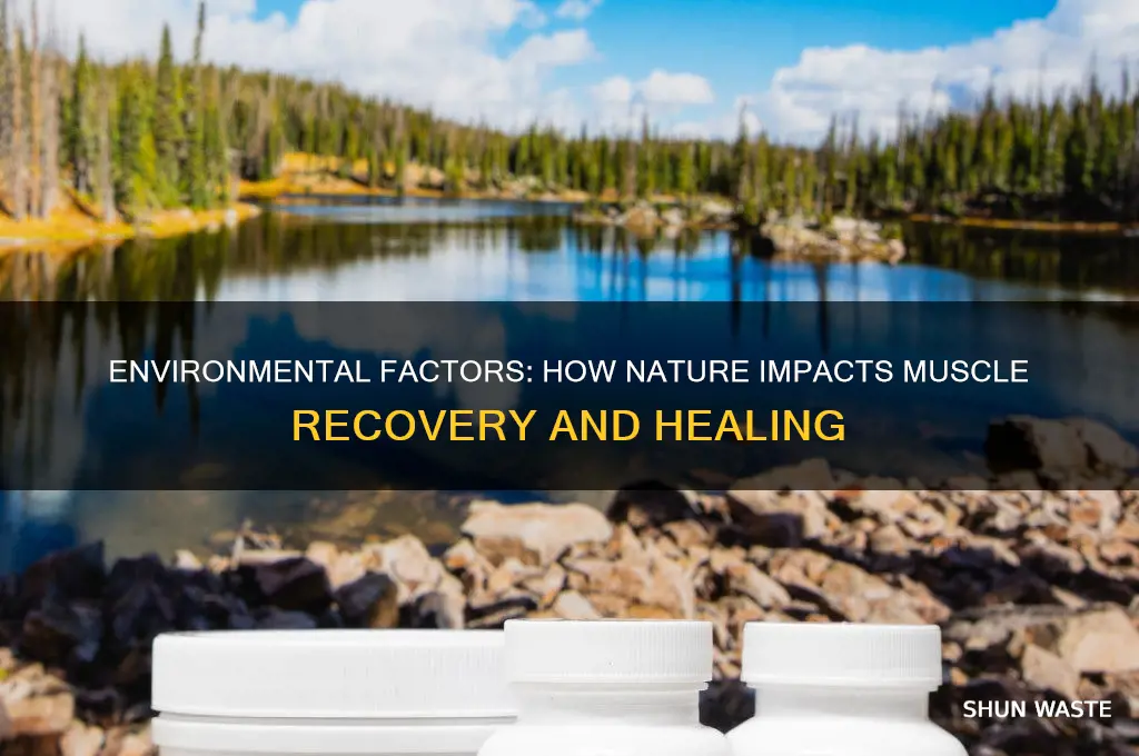 can the environment affect muscle recovery