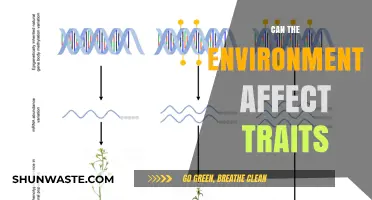 How Environmental Factors Shape and Influence Genetic Traits Over Time
