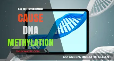 Environmental Triggers: Unraveling the Link to DNA Methylation Changes