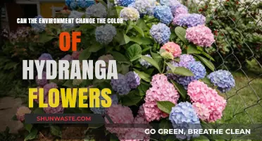 How Soil pH and Environment Influence Hydrangea Flower Color Changes