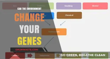 How Environmental Factors Influence Genetic Expression: Unraveling the Epigenetic Connection