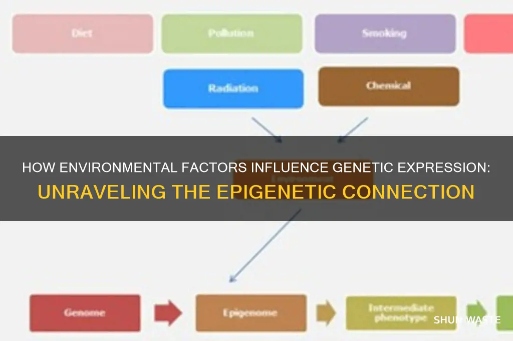 can the environment change your genes