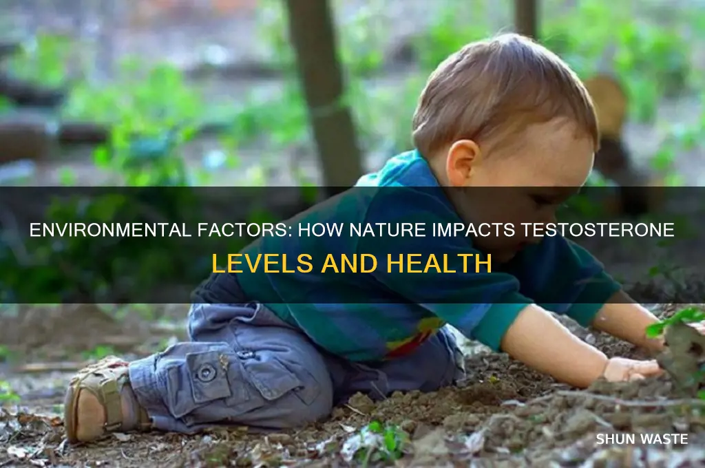 can the environment effect testastoron