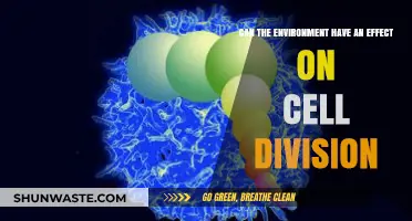 Environmental Factors: Unveiling Their Impact on Cellular Division Processes