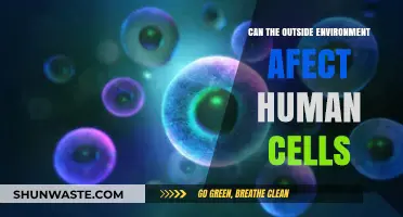 How External Environmental Factors Influence Human Cellular Health and Function